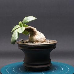 Top【選抜株】多肉植物　264626フロリブンダム　9個　鉢無し/脱土 Top【選抜株】多肉植物 264626フロリブンダム 9個 鉢無し/脱土 - メルカリ
