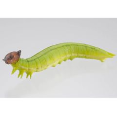 海洋堂 イモコレ！4 ヒメジャノメ イモムシ ストラップ ガチャ 新品未使用