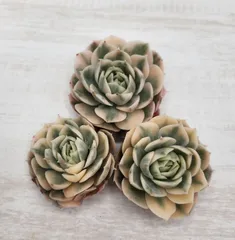 オンスロー錦 多肉植物 エケベリア 3株セット｜斑入り｜カット苗｜初心者向け