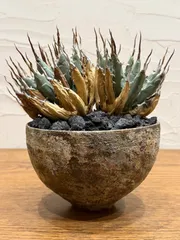 2026年最新】エボリスピナ陽炎の人気アイテム - メルカリ