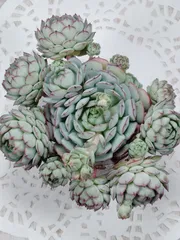 ラビロゼ　グロブローサ交配　A