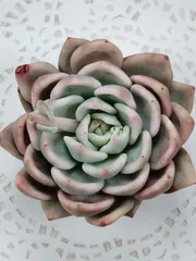 ピンクシャンペーン錦