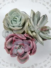 おつとめ品セットA　アポロン錦　ピンクハリン錦　バンプラブリーローズ