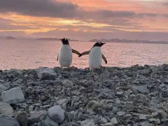 おまとめ配送(※メルカリshop取引では対象外)