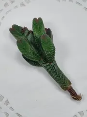 クラッスラ　緑塔　A