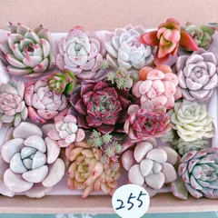 255 多肉植物寄せ植えセット