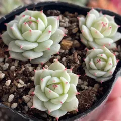 Nagi plants様 リクエスト 3点 まとめ　第四種　速達 Nagi plants様 リクエスト 3点 まとめ 第四種 速達 Nagi plants様