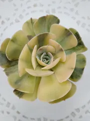 2026年最新】シャビアナの人気アイテム - メルカリ