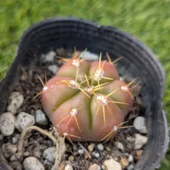 2026年最新】王冠竜の人気アイテム - メルカリ