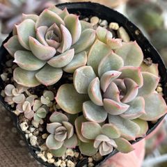 多肉植物♡ジャシリー❤︎抜き苗(根付き) - メルカリ