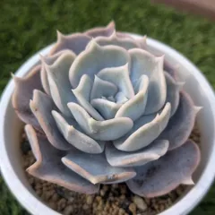 2026年最新】リラシナの人気アイテム - メルカリ