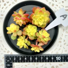 マジックジャムゴールド　カットA