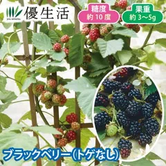 ブラックベリー（トゲなし）　1ポット