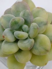 キュービックフロスト錦 覆輪 - メルカリ