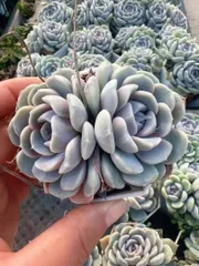 M211×50株 ハンバーガー 抜き苗 多肉植物 アエオニウム エケベリア サボテン 韓国苗