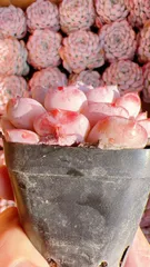 M245×50株 恩寵 抜き苗 多肉植物 アエオニウム エケベリア サボテン 韓国苗