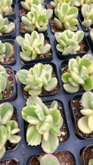 M306×50株 白熊 抜き苗 多肉植物 アエオニウム エケベリア サボテン 韓国苗