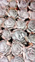 M316×50株 カテン 抜き苗 多肉植物 アエオニウム エケベリア サボテン 韓国苗