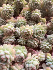 M330×35株 小紅船 抜き苗 多肉植物 アエオニウム エケベリア サボテン 韓国苗