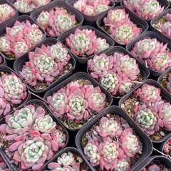 M140×50株 ナナ小溝 抜き苗 多肉植物 アエオニウム エケベリア サボテン 韓国苗