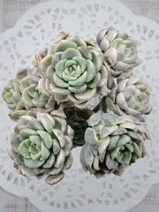 ティンカーベル錦