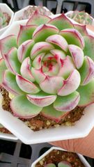 M265×50株 天狗の舞錦 抜き苗 多肉植物 アエオニウム エケベリア