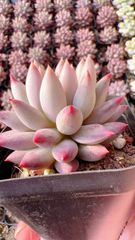 M265×50株 天狗の舞錦 抜き苗 多肉植物 アエオニウム エケベリア