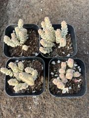 M265×50株 天狗の舞錦 抜き苗 多肉植物 アエオニウム エケベリア