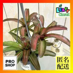 観葉植物　ネオレゲリア サンセットボール 4吊り鉢(底穴なし) ECO PLANTS(個体おまかせ1鉢)　インテリアグリーン 室内園芸 おしゃれ 可愛い かわいい(506805)