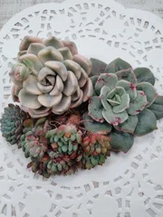 おつとめ品セット　寄せ植えカット用　B