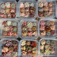 【お手頃価格】大人気セット　9苗　カット苗セット　【第四種郵便発送】　多肉植物　韓国苗　エケベリア　詰め合わせ　502