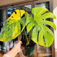 モンステラ デリシオーサ Monstera deliciosa 'Gold Monster' 新種