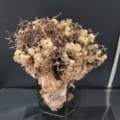 2026年最新】チレコドン 万物想の人気アイテム - メルカリ