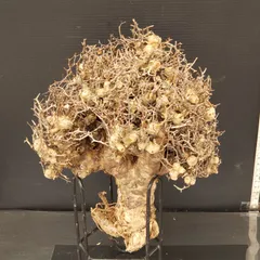 TR1 チレコドン レティキュラータス 万物想 発根済 ※鉢付きメルカリ便発送 TR1 チレコドン レティキュラータス 万物想 発根済 ※鉢付きメルカリ便