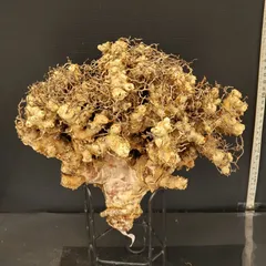 2026年最新】チレコドン 万物想の人気アイテム - メルカリ