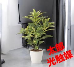 光触媒 人工観葉植物 フェイクグリーン フレッシュディフェンバキアL
