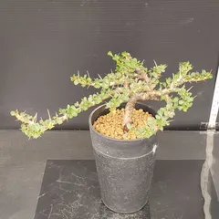 2026年最新】サルコカウロン バンデリエティアエの人気アイテム - メルカリ