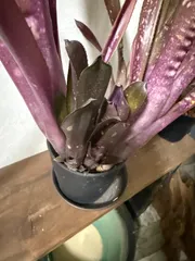 えび様専用ページ