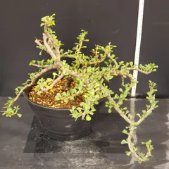 2026年最新】サルコカウロン バンデリエティアエの人気アイテム - メルカリ