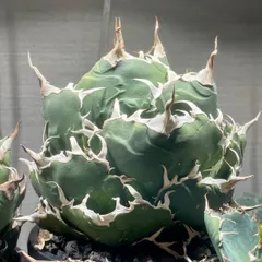 金剛子株 大株 白鯨ボールタイプ ゴリ猫 スペシャルセット