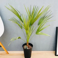 2026年最新】チャメロプス ボルケーノの人気アイテム - メルカリ