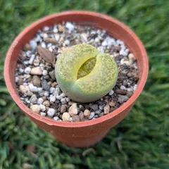 多肉植物リトープス（1寸）