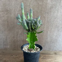 ユーフォルビア バイオエンシス ② トウダイグサ科 ユーフォルビア属 現品 観葉植物 観葉 植物 珍奇植物 珍奇 珍しい レア 希少 多肉植物 多肉 インテリア プレゼント おうち時間 グリーン おすすめ