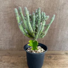 ユーフォルビア バイオエンシス ③ トウダイグサ科 ユーフォルビア属 現品 観葉植物 観葉 植物 珍奇植物 珍奇 珍しい レア 希少 多肉植物 多肉 インテリア プレゼント おうち時間 グリーン おすすめ