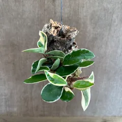 ホヤ カルノーサ リップカラー 小 コルク付け 現品 サクララン 桜蘭 Hoya carnosa lip color サクララン 桜蘭 観葉植物 観葉 植物 珍奇植物 つる性 ハンギングにおすすめ プレゼント 贈り物 人生の出発 人生の門出 ハンギング リップ