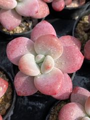 50株の抜き苗セット】赤琥珀 多肉植物 佐川急便発送 エケベリア 韓国苗