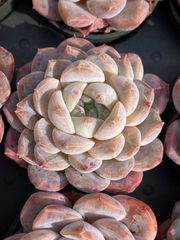 50株の抜き苗セット】赤琥珀 多肉植物 佐川急便発送 エケベリア 韓国苗