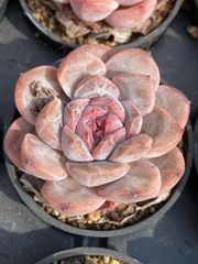 50株の抜き苗セット】赤琥珀 多肉植物 佐川急便発送 エケベリア 韓国苗