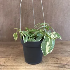 【サンプル】フィカス　サギッタータ　斑入り　カラフル黒ポット 　Ficus sagittata　クワ科　フィカス属　フィカス  ラディカンス  観葉植物 観葉 植物 斑入り 斑  レア インテリア おしゃれ おすすめ プレゼント かわいい グリーン