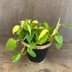 フィロデンドロン オキシカルジウム  ポット付き 現品 Philodendron oxycardium フィロデン オキシカルジューム オキシヒメカズラ ヒメカズラ  観葉植物 観葉 植物 ハンギング プレゼント おすすめ